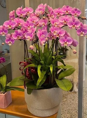 安庆市鲜花卉店开业张送礼蝴蝶兰水果篮宜秀区桐城宿松县望江岳西