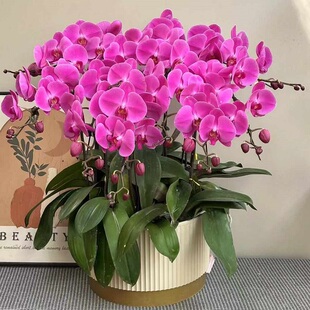 郑州市鲜花卉店送蝴蝶兰水果篮惠济区巩义荥阳新密登封过年花1