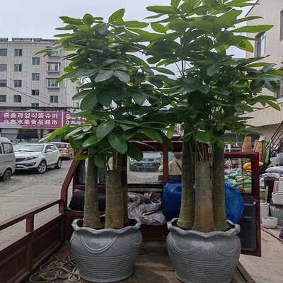 普洱市花卉盆栽店植物发财树26思茅宁洱墨江城孟连西盟县天堂鸟