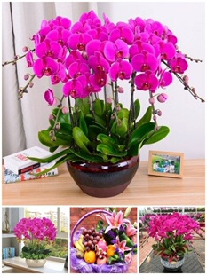 衡阳市鲜花卉店国庆节送礼蝴蝶兰水果篮石鼓区耒阳常宁衡东山南县