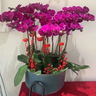 宿迁市鲜花卉店生日送蝴蝶兰水果篮宿城豫区沭洪泗阳县过年花1