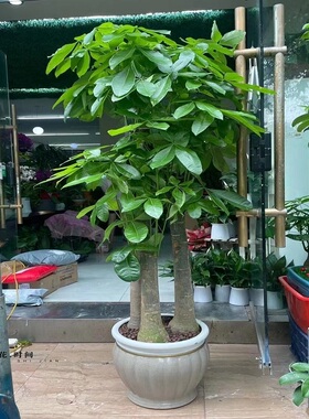 淄博市花卉盆栽店绿植物发财树2张店山区周村桓台高青沂源县天堂