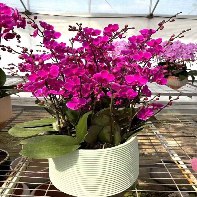 武汉市鲜花卉店送蝴蝶兰水果篮江岸区汉阳蔡甸黄陂新洲区过年花1