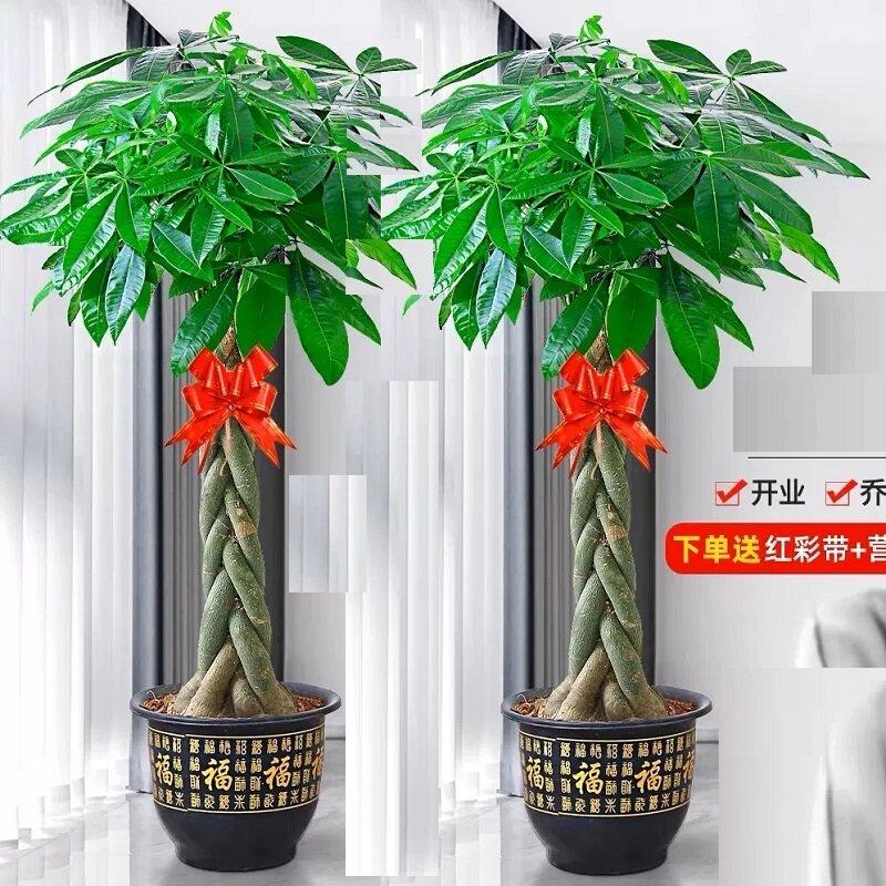台州市花卉盆栽店绿植物发财金钱树26椒江温岭玉环三门天台仙居县