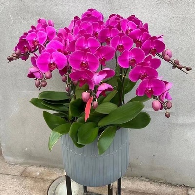 毕市鲜花卉店生日送礼蝴蝶兰水果篮七星关黔西纳雍县赫章咸宁乔迁