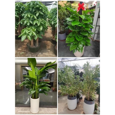 北京市花卉盆栽店绿萝植物招发财金钱树2海淀通州昌平延庆密云县