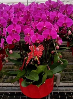 三明市鲜花卉店生日送礼蝴蝶兰水果篮梅列区三元永安明溪宁化县乔