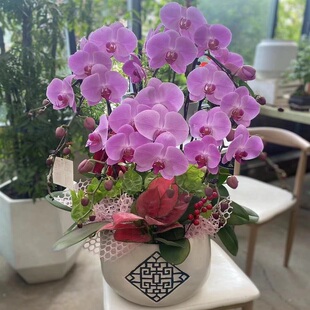 兰州市开花卉店春节日元宵送礼蝴蝶大惠兰开业张城关区安宁榆中县