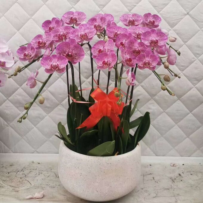 郴州市鲜花卉店送蝴蝶兰水果篮北湖区资兴宜章汝城嘉禾县过年花1