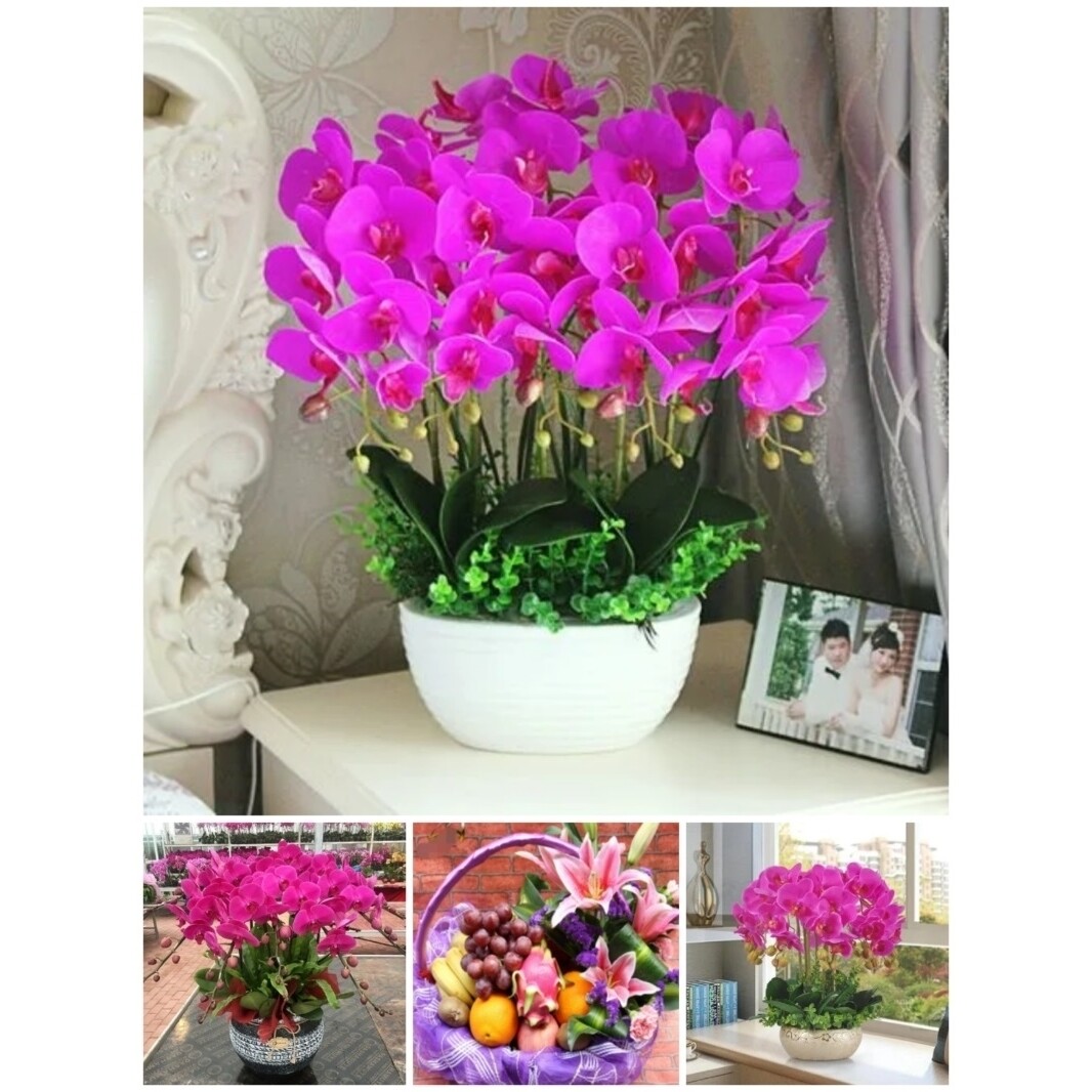 丽江市鲜花卉店中秋节送礼蝴蝶兰水果篮古城区永胜华坪玉龙宁蒗县