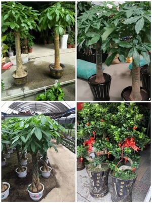 晋城市花卉盆栽店绿萝植物招发财金钱树31沁水陵川阳城泽州县高平