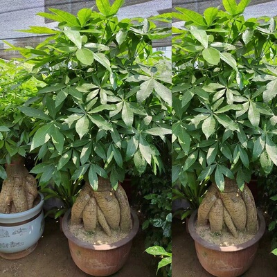 商洛市花卉盆栽店绿萝植发财天堂鸟66商州洛南南山阳镇安柞水县