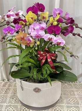 陇南市鲜花卉店过年元宵送礼大惠蝴蝶兰武都区成县两当西和宕昌1