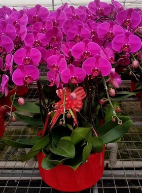 宁德市鲜花卉店节生日送礼蝴蝶兰水果篮蕉城区福安鼎霞浦古田县