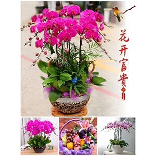 防城港市鲜花卉店中秋节送礼蝴蝶兰水果篮港口区防城区东兴上思县