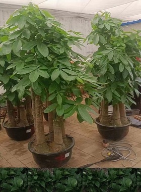 双鸭山市花卉盆栽店植物发财树26宝山集贤友谊宝清饶河县天堂鸟