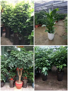 唐山市花卉盆栽店绿植物发财金钱树62丰南润遵化迁安滦乐亭玉田县