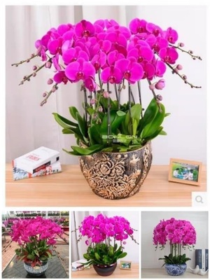 漳州市开花卉店春节日元宵送礼蝴蝶大惠兰国庆节芗城区龙海诏安县