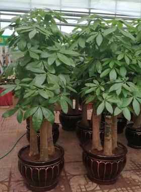 芜湖市花卉盆栽店绿萝植发财天堂鸟66鸠江镜湖马塘区繁昌南陵县