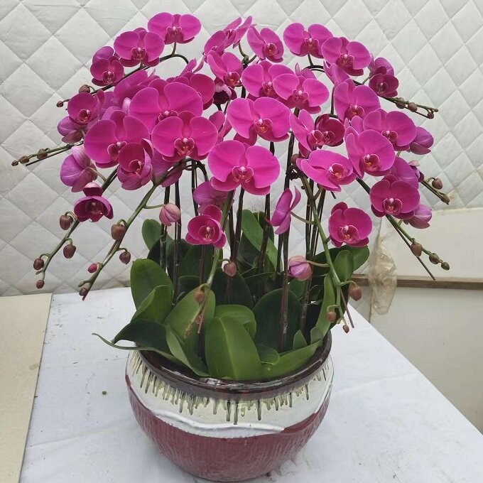 成都市鲜花卉店送蝴蝶兰水果篮武侯区双流县邛崃彭州崇州过年花1