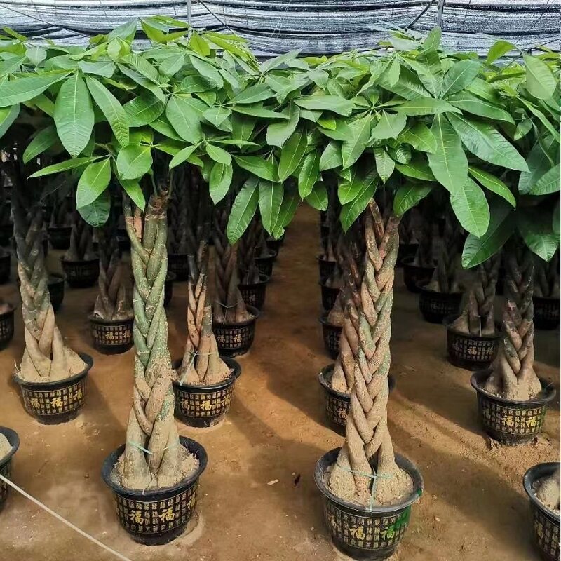 温州市花卉盆栽店绿植发财天堂鸟66鹿城瑞安乐清洞头永嘉平阳县