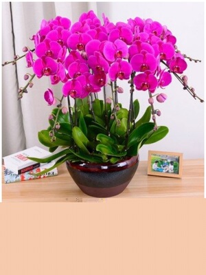 北海市鲜花卉店中秋节送礼蝴蝶兰水果篮海城区银海铁山港合浦县