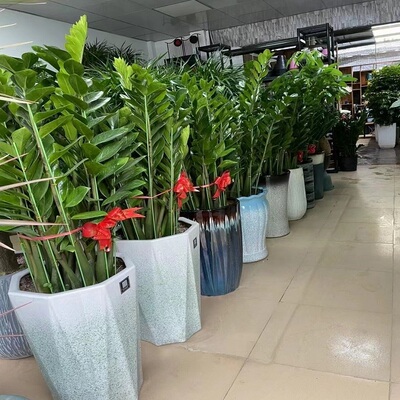 平凉市花卉盆栽店植物发财树2崆峒区泾川灵台庄浪静宁县天堂鸟