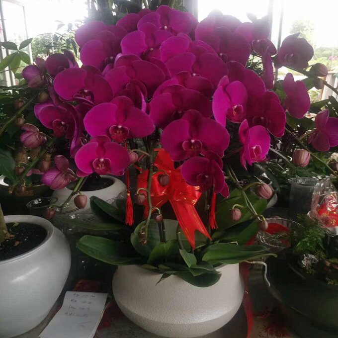 苏州市鲜花卉店送蝴蝶兰水果篮常熟张家港太仓昆山吴江过年花1