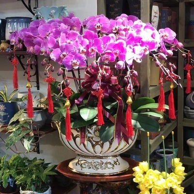 淄博市鲜花卉店开业张送礼蝴蝶兰水果篮张店区临淄川周村桓台高青