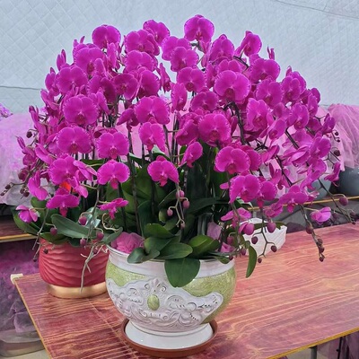 贵阳市开花卉店春节日元宵送蝴蝶大惠兰修文息烽开阳清镇过年花1