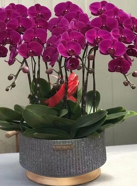 娄底市鲜花卉店节生日送礼蝴蝶兰水果篮星区冷水江涟源新化双峰县