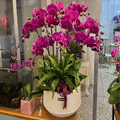 广安市鲜花卉店开业张送礼蝴蝶兰水果篮广安区岳池武胜邻水县华蓥