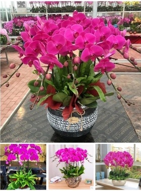 宁德市开花卉店春节日元宵送礼蝴蝶大惠兰国庆节蕉城福安柘荣古田