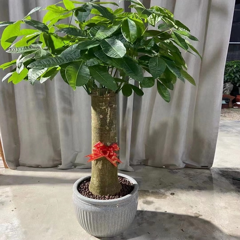 忻州市花卉盆栽店绿植物发财树2静乐神池五寨岢岚河曲保德县天堂