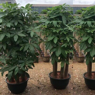 雅安市花卉盆栽店绿萝植招发财天堂鸟66雨城荥经汉源石棉天全县