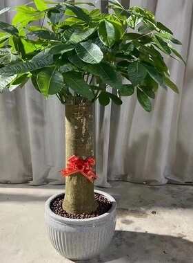 长治市花卉盆栽店植物发财树32壶关黎潞城平顺襄垣武乡县天堂鸟