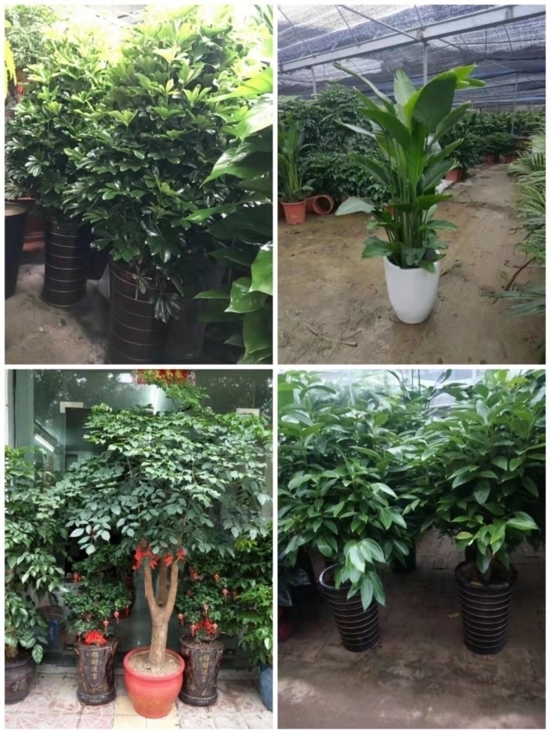 新余市花卉盆栽店绿萝植物天堂鸟幸福招发财金钱树82渝水区分宜县