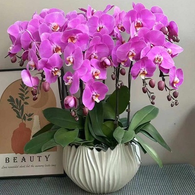 景德镇市鲜花卉店送蝴蝶兰水果篮昌江区珠山乐平浮梁县过年花1