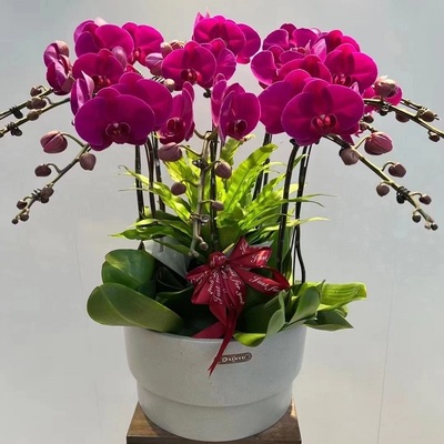 呼和浩特市鲜花卉店开业张送礼蝴蝶兰水果篮回民新城玉泉赛罕区