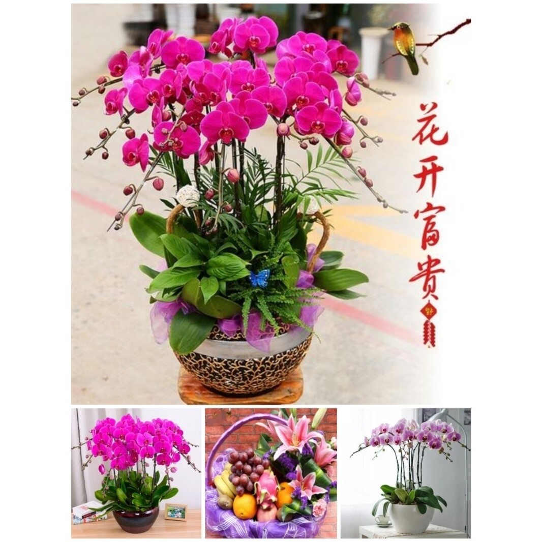 梅州市鲜花卉店中秋节送礼蝴蝶兰水果篮梅江区兴宁梅县大埔五华县