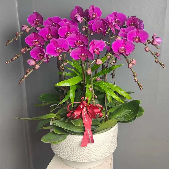 嘉兴市鲜花卉店送蝴蝶兰水果篮秀城洲区海宁平湖桐乡善县过年花1