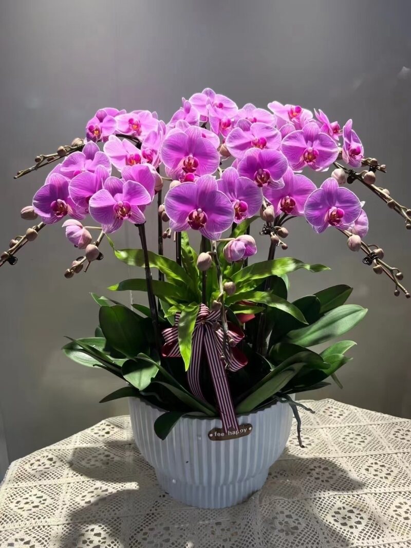 东莞市开花卉店春节日元宵送礼蝴蝶大惠兰国庆节虎门长安常平南城