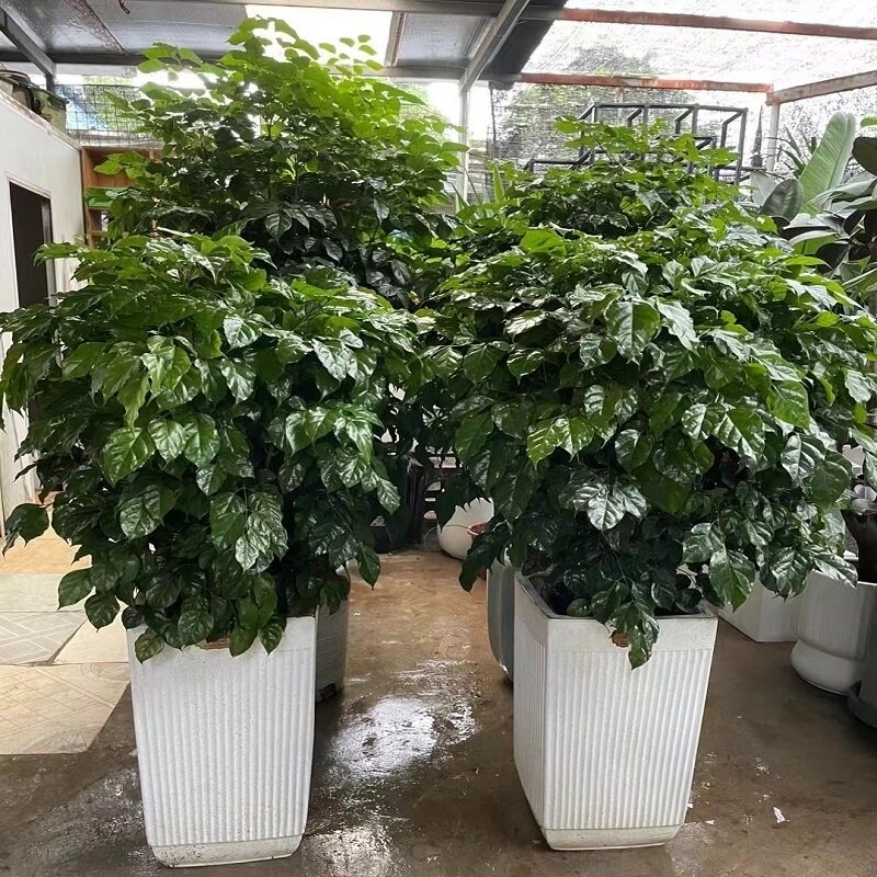 淮北市花卉盆栽店植物招发财摇树32杜集相山烈山区濉溪县天堂鸟