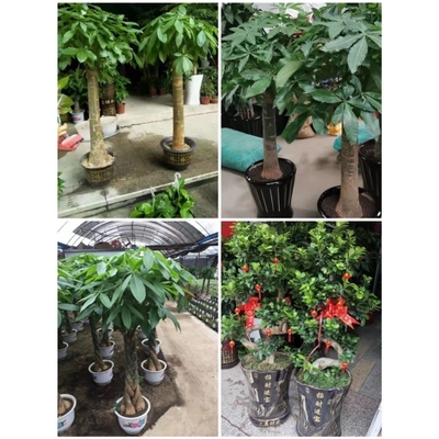 无锡市花卉盆栽店绿萝植物发财金钱树2崇安南长锡山惠山江阴宜兴