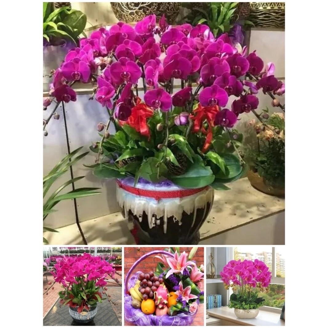 丽水市鲜花卉店中秋节送礼蝴蝶兰水果篮莲都区龙泉青田缙云遂昌县