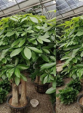 娄底市花卉盆栽店植物发财树2星区冷水江涟源新化双峰县天堂鸟