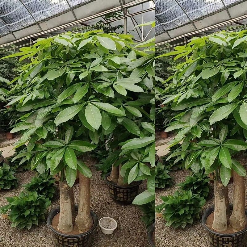 盐城市花卉盆栽店植物招发财树琴叶榕天堂鸟2射阳滨海县天堂鸟