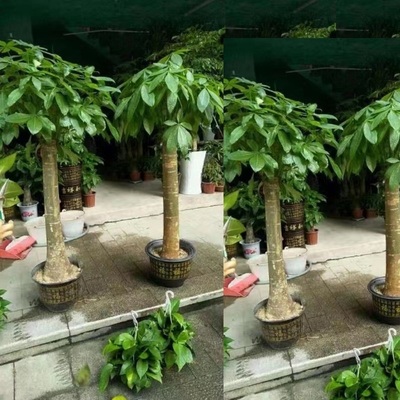 唐山市花卉盆栽店绿植发财天堂鸟66丰南润遵化迁安滦乐亭玉田县