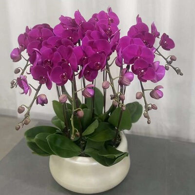百色市鲜花卉店送蝴蝶兰水果篮右江区田阳靖西乐业西林县过年花1
