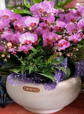 宁德市开花卉店春节日元宵送礼蝴蝶大惠兰节生日蕉城福安柘荣古田